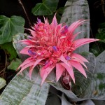 bromeliad at 'the garden shed'