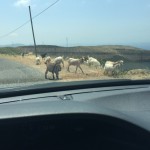 goats on the road!