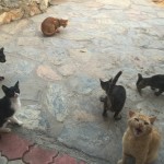 house cats waiting for scraps!