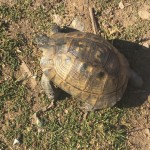 second tortoise