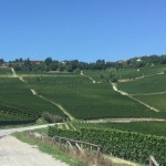 barolo vineyards