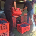 pouring the grapes into the press for the dosset.