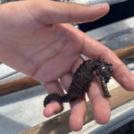 kai found a mangrove seahorse